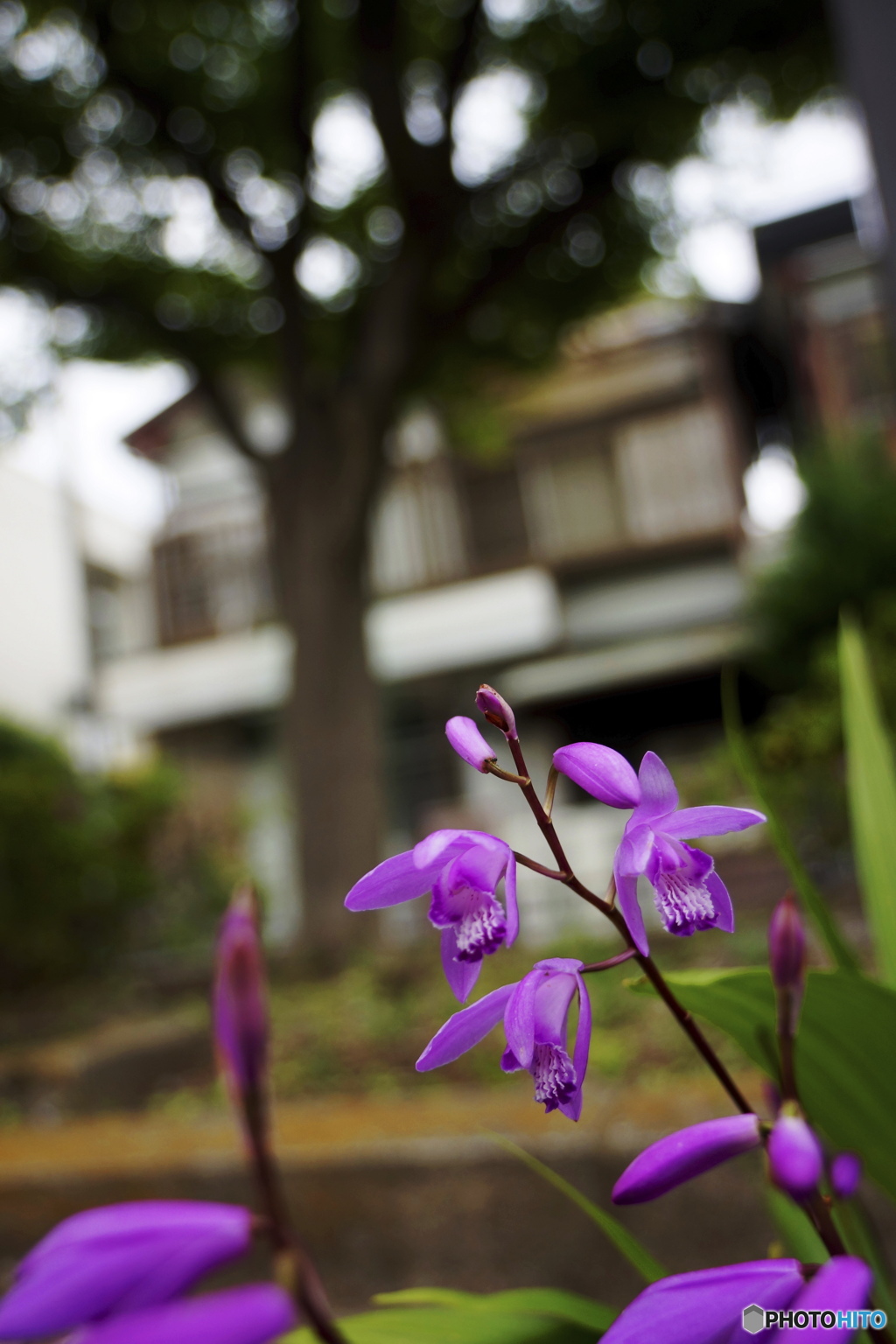 道端に咲く