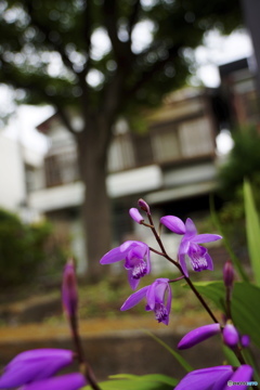 道端に咲く