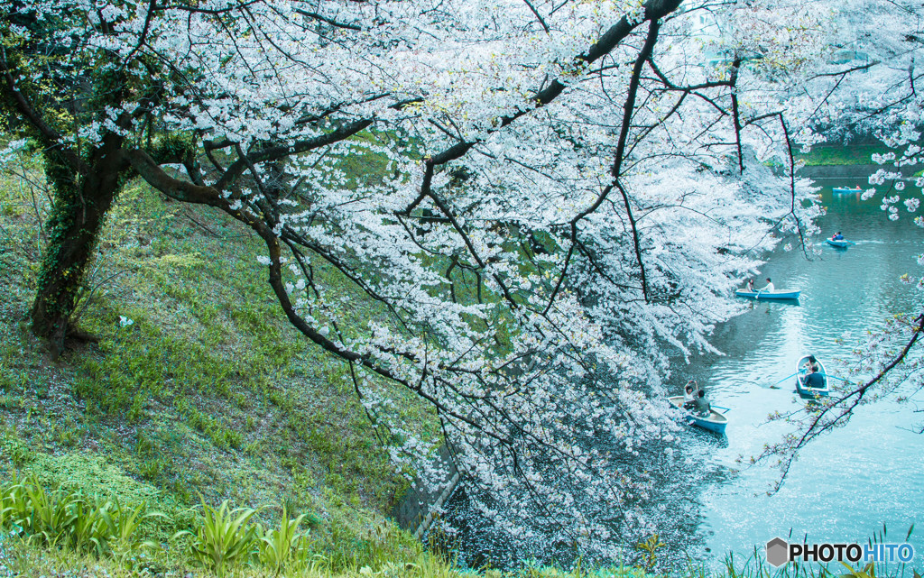 お堀の桜