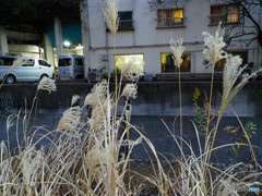 冬の夕暮れ