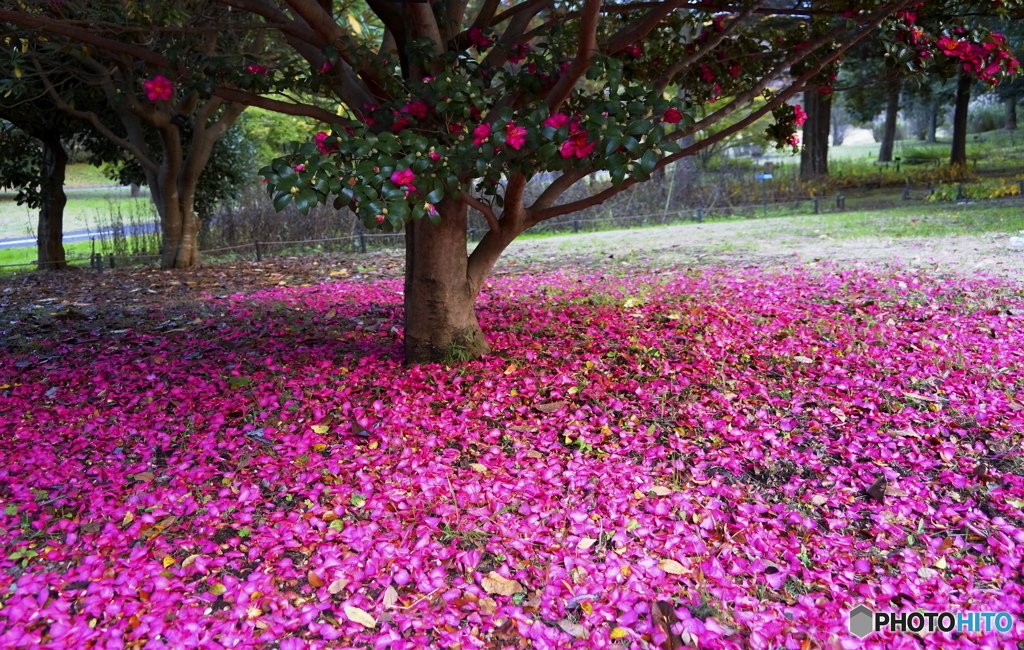 落花