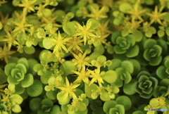 小さな花の世界