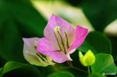 ブーゲンビレアの花　