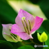 ブーゲンビレアの花　
