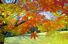 紅葉