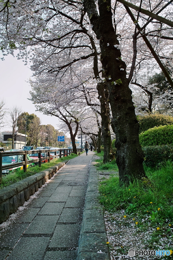 さくら道