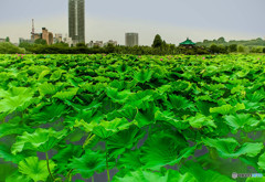 蓮池