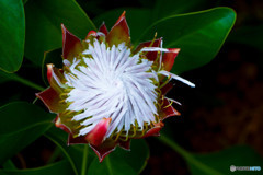 プロテア・リトルプリンス