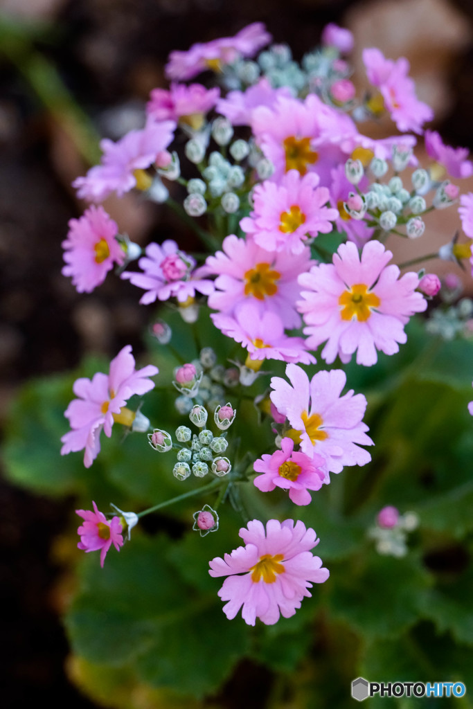 花壇の花