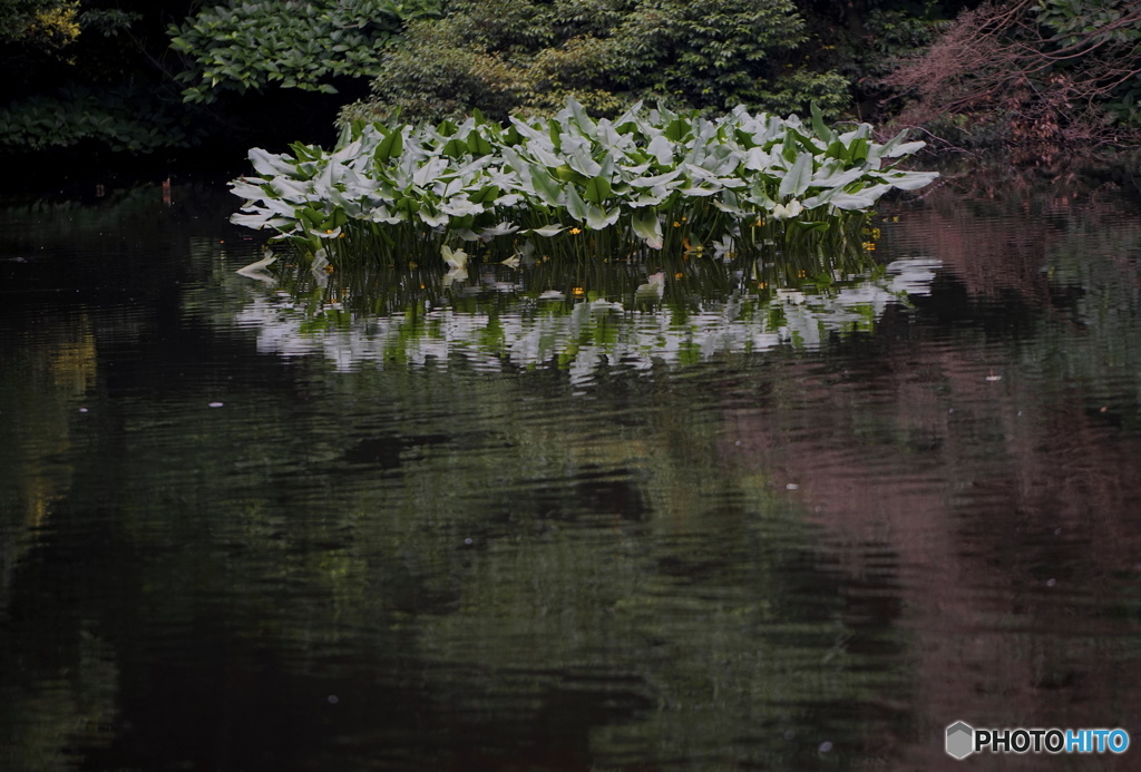 水面に咲く