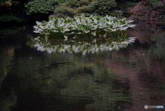 水面に咲く