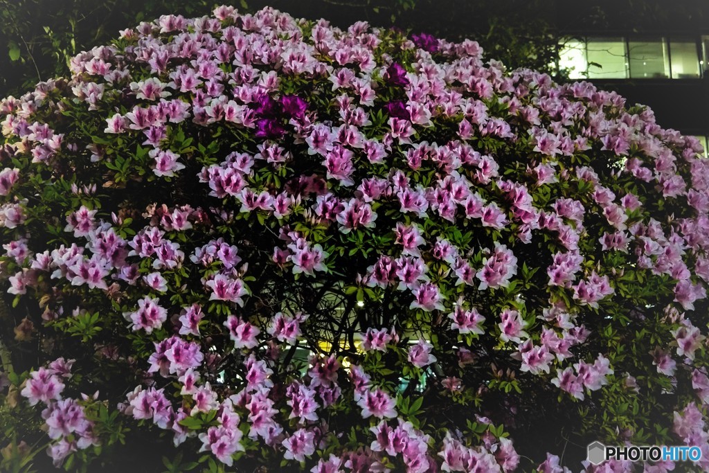 躑躅夜景