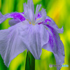 菖蒲