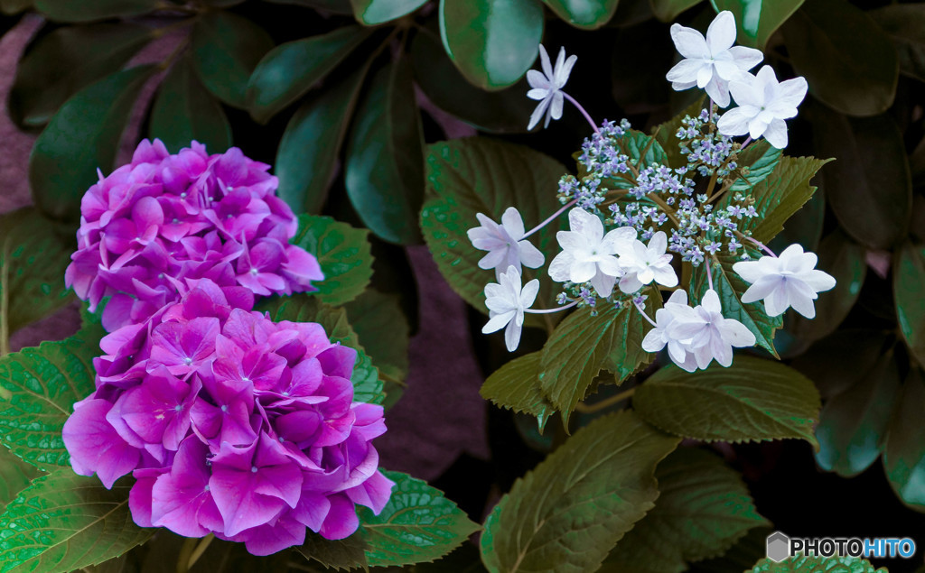 紫陽花