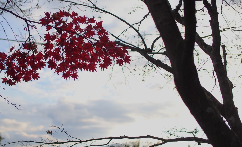 空に滲む、ひそかな紅
