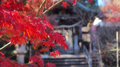 朱（あか）に導かれて