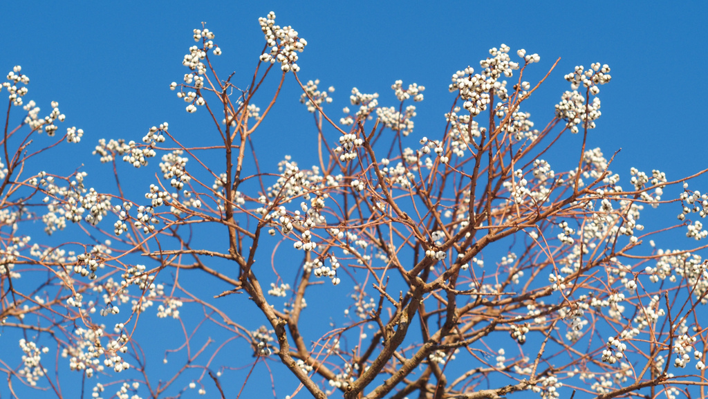 蒼天に実る星粒