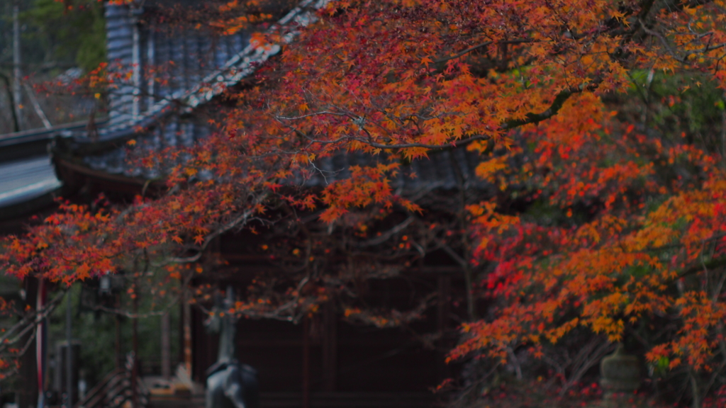 伽藍を包む紅葉の幕
