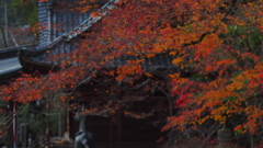 伽藍を包む紅葉の幕