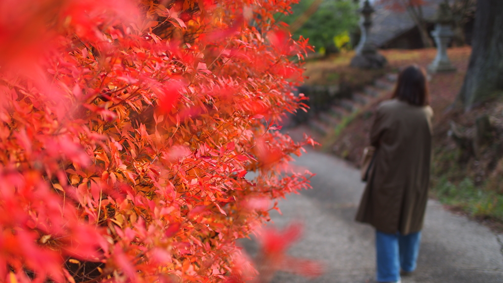 振り向かない秋
