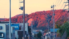 夕日に照らされ紅葉が燃える帰り道