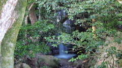 森に隠れたひそやかな滝