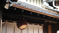 杉玉に差す冬日