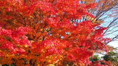 紅に埋もれる空