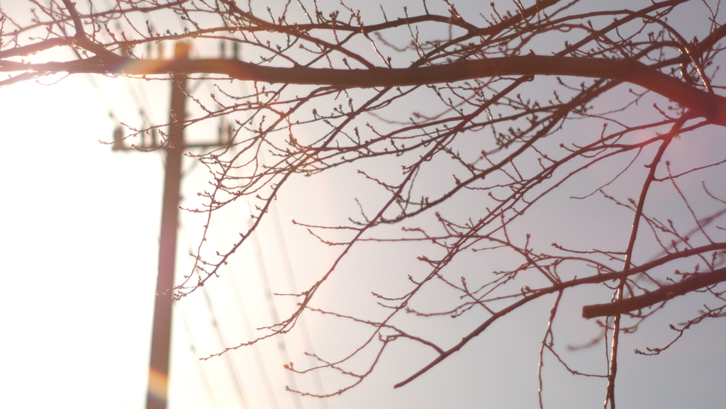 春待ち桜、光を浴びて