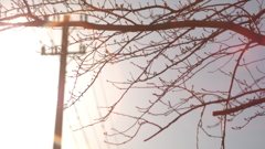 春待ち桜、光を浴びて