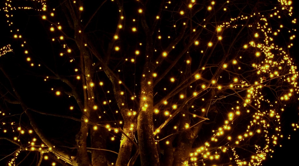 冬の星が降りてくる木