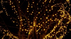 冬の星が降りてくる木