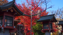 朱の灯籠、秋を照らして