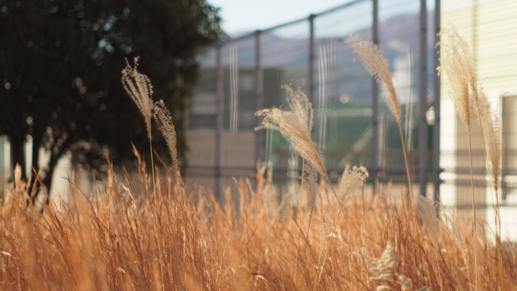 通学路の、金色の朝