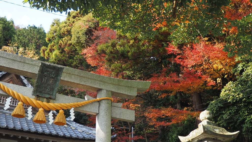 秋彩に抱かれる鳥居