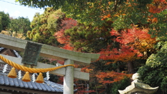 秋彩に抱かれる鳥居