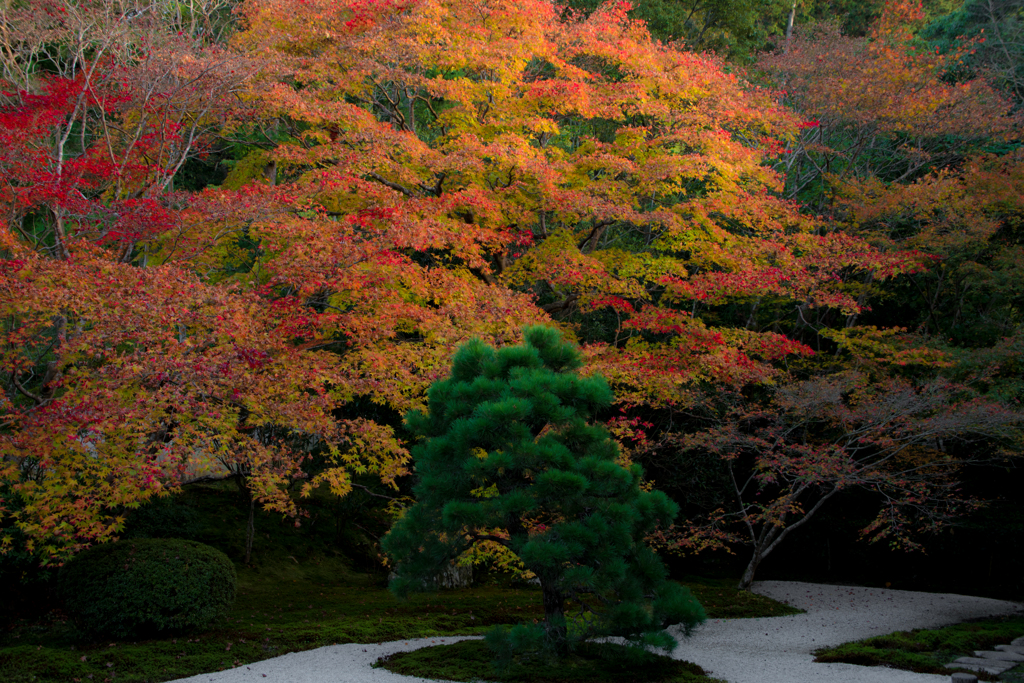 緑松と紅葉