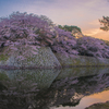 彦根の桜