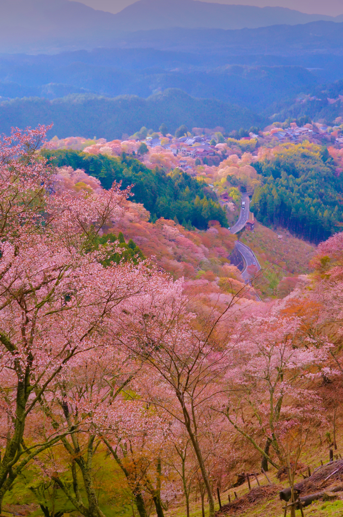 春の吉野、桜の世界