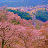 春の吉野、桜の世界
