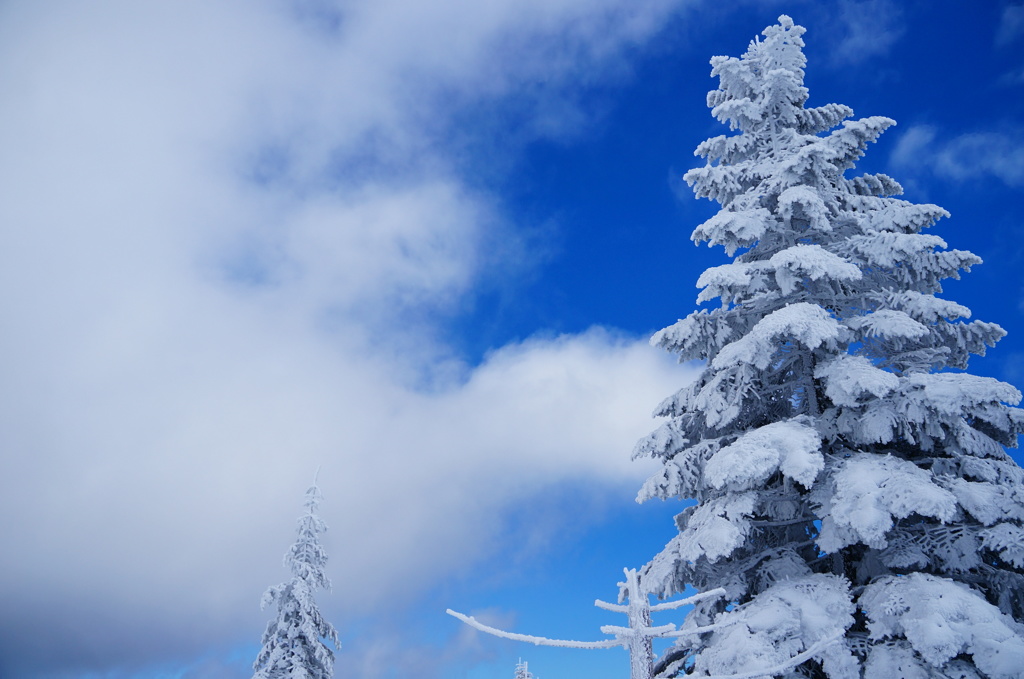 雪化粧をまといて