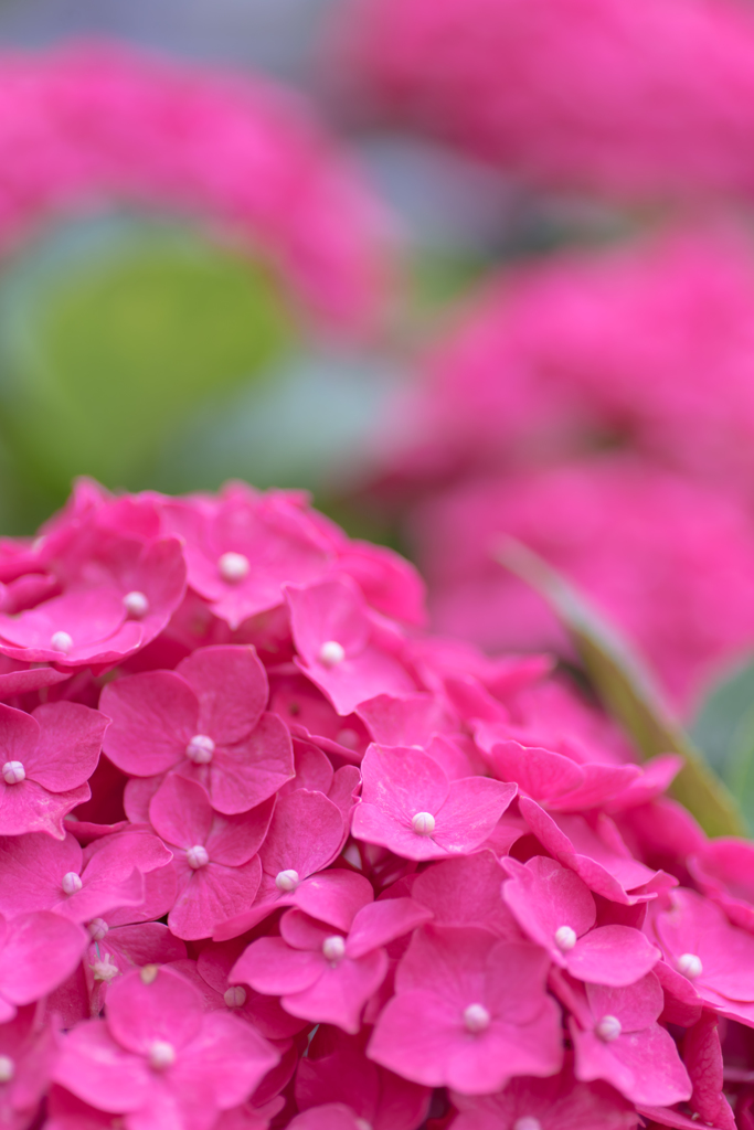 情熱の紫陽花