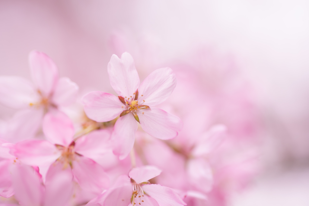 桜華