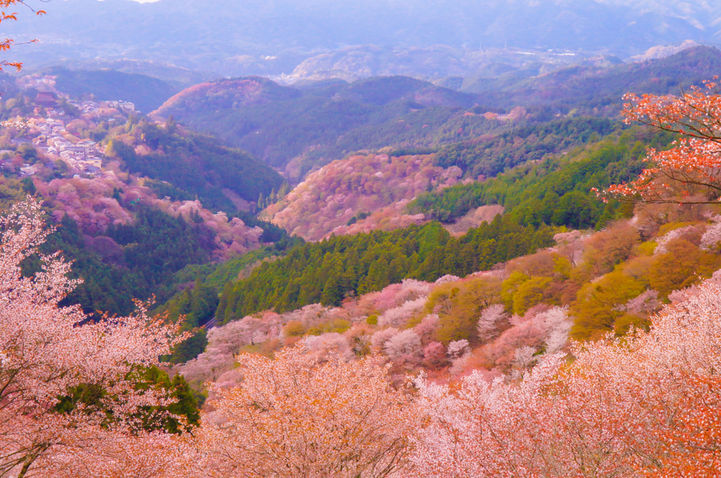 淡紅色に染まる