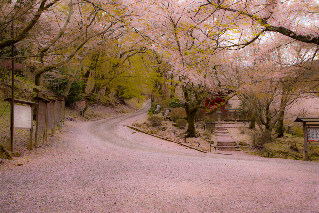 桜舞い散る中