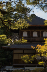 銀閣寺の横顔