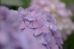 梅雨を彩る花