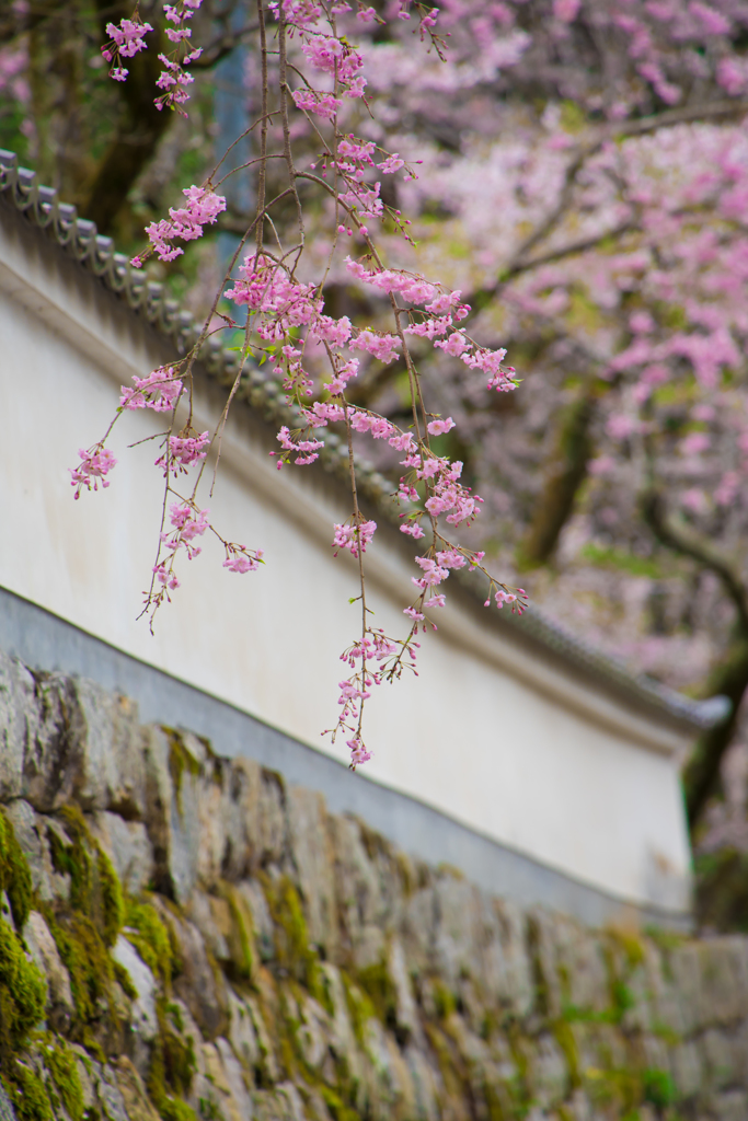 枝垂桜