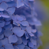 紫陽花