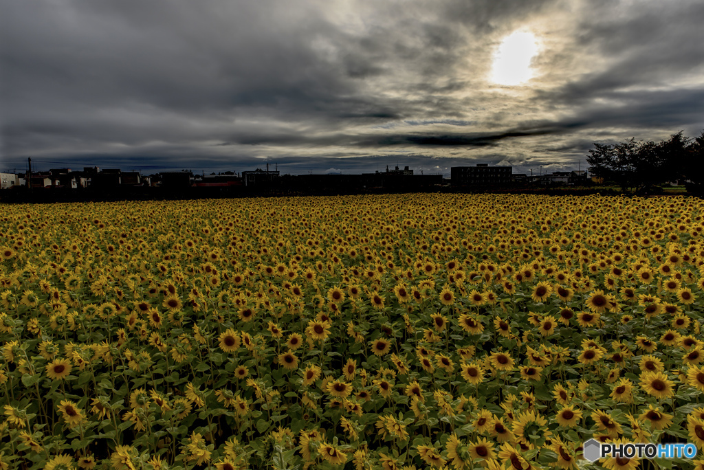 SUNSET SUNFLOWER